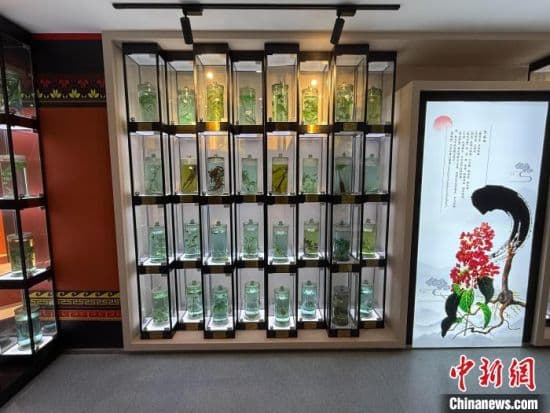云南楚雄：千年彝药焕新机 “滇中药谷”正崛起