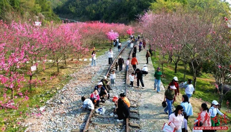 江湖不远 岳阳很近｜用“欧若风”打开岳阳，赴一场春日花事之约