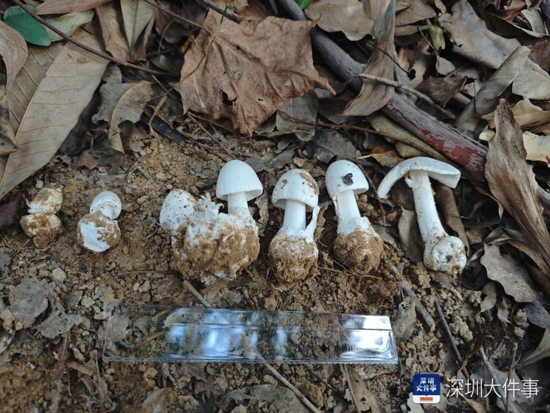 紧急提醒：不要采！不要吃