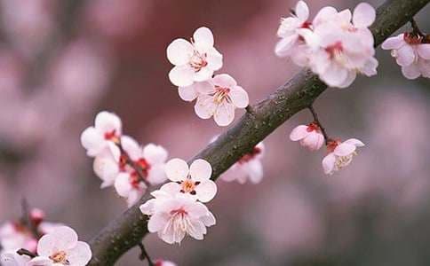 重庆酉阳桃花源导游词
