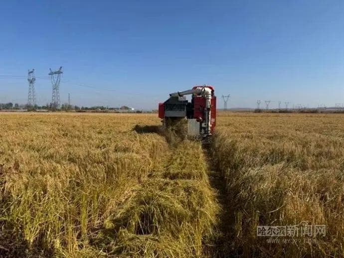 节肥10%，增产5%丨东农水稻无人机变量追肥精准施肥技术助力优质米单产提升