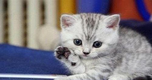 猫咪总是叫个不停怎么办？有效方法有哪些？