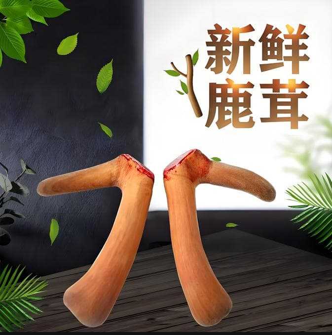 鲜鹿茸的三种营养健康食用方法