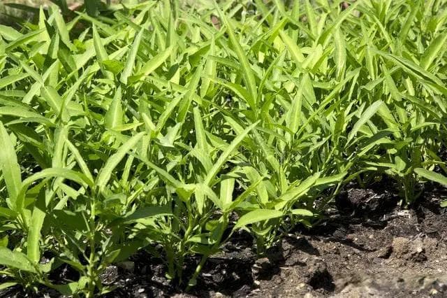 空心菜如何正确得水肥管理才能长的好