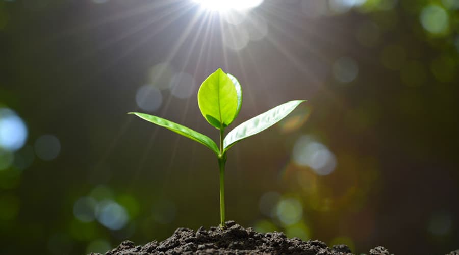 揭秘：LED照明为何能取代“阳光”调控植物生长？