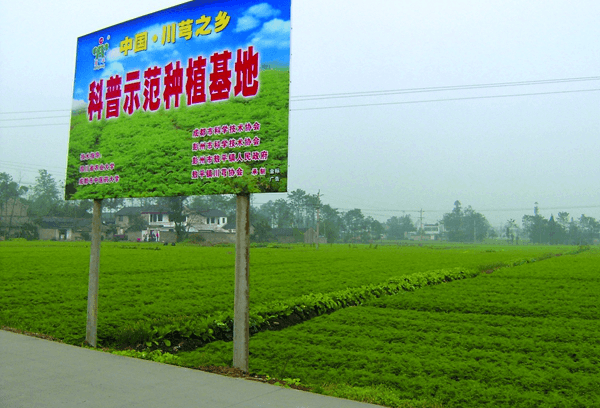 川芎：道地药材的辨识与应用