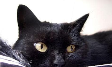 猫咪鼻子为什么是黑色的？从黑色素到健康指标的全面解析
