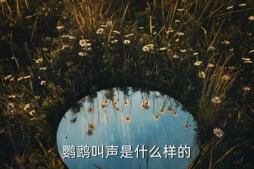 虎皮鹦鹉的叫声：从日常鸣叫到行为解读