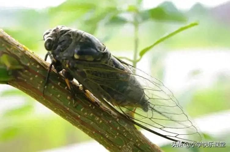 蝉鸣盛夏：18首咏蝉古诗词，感受炎炎夏日