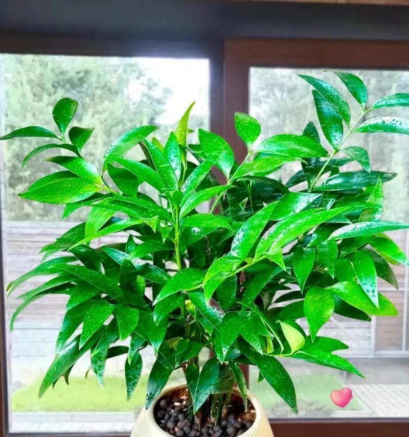植物净化空气，让室内更健康（15种适合室内养护的净化空气植物推荐）