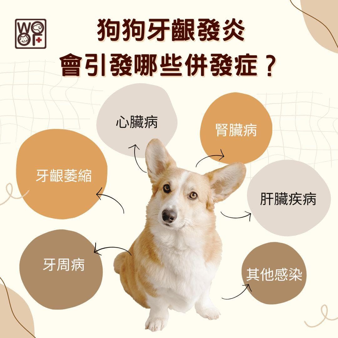 狗狗牙龈发炎怎么办？这些症状要小心！