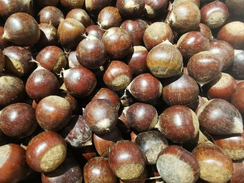 栗子：从植物学特征到烹饪应用的全面解析