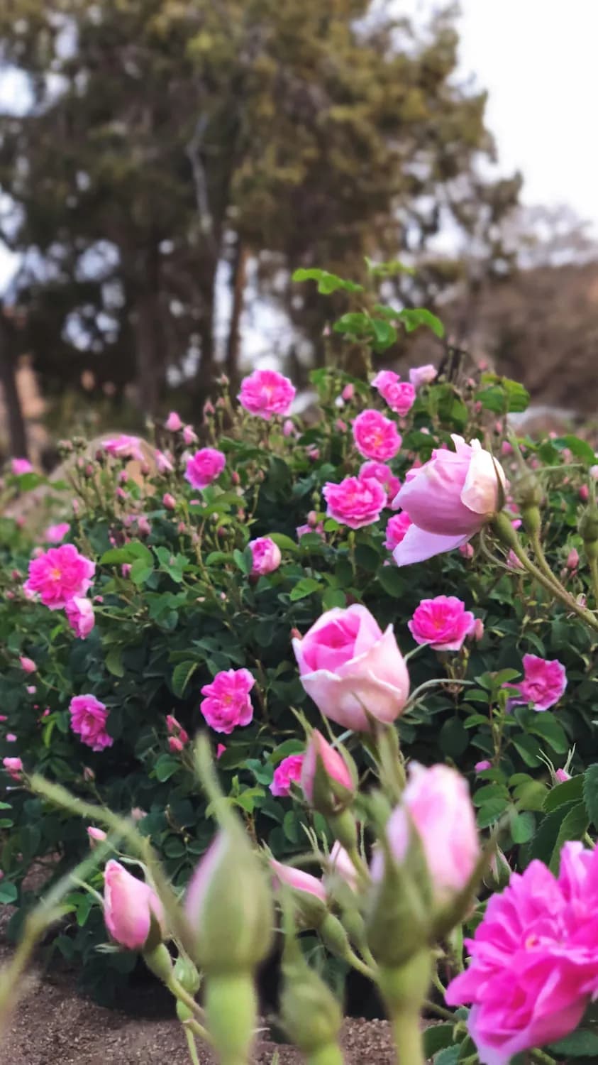 杨幂同款玫瑰花茶：冲泡方法与功效全解析