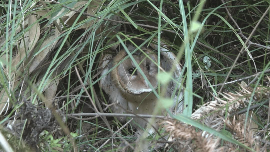 蓝山：放飞3只国家二级保护野生动物猴面鹰