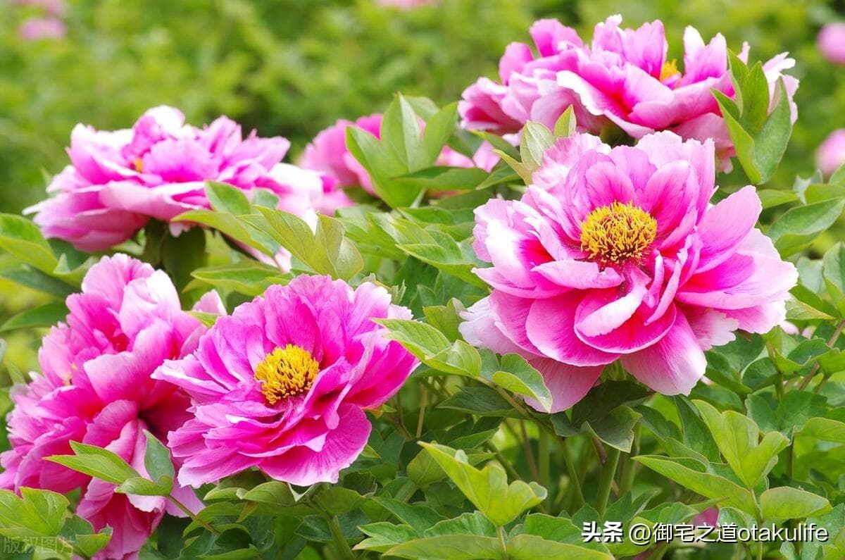 怎么区分牡丹和芍药花（有关芍药和牡丹的区别）