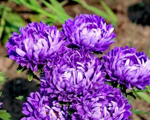 菊花种植全攻略：最佳播种时间和技巧