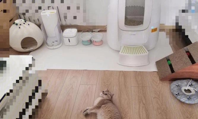 猫砂盆臭味治理指南（如何让你家的宠物猫更加舒适健康）