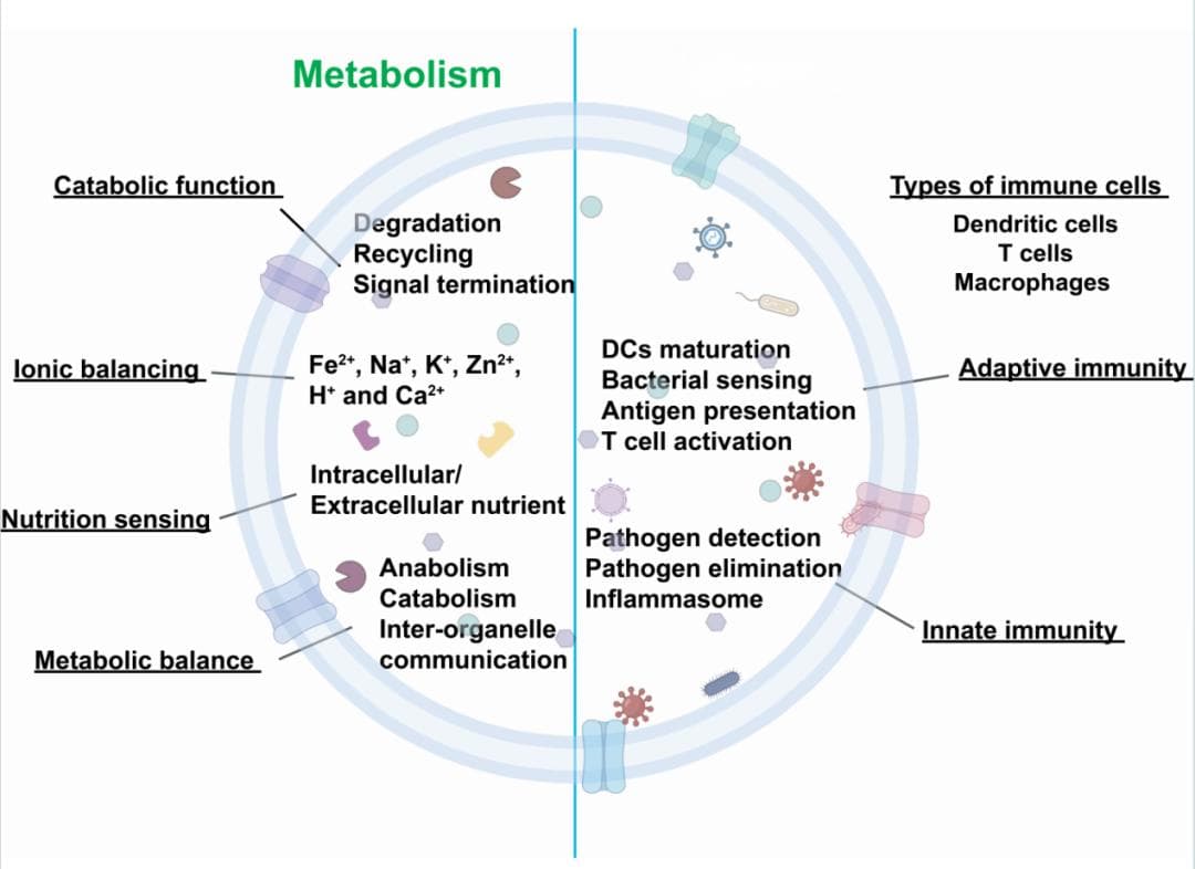 eGastroenterology：溶酶体生理学与糖尿病中的胰腺溶酶体应激