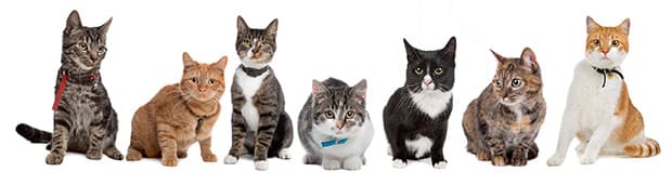 关于猫的 20 个有趣事实
