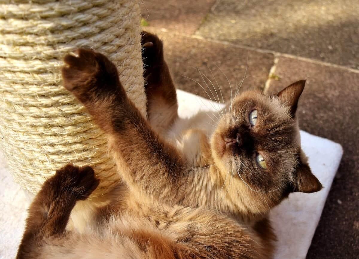 15 种悠闲的猫品种，适合喜欢放松的人