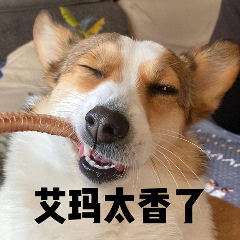 这6种食物，柯基看见就“疯”！你有喂过吗？