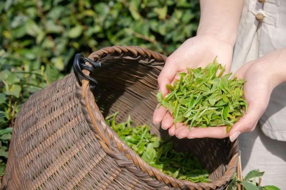 茶不同，性味功效也不同，如何选择适合自己的茶叶？