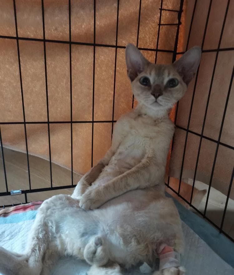 猫咪从43楼坠下奇迹生还，医生：猫高坠“易伤不易死”