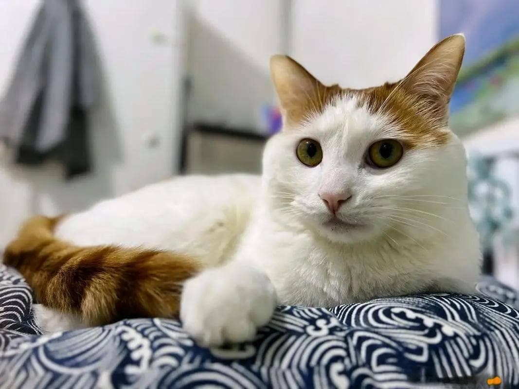 猫咪毛球症怎么办？快速解决+日常预防小妙招！