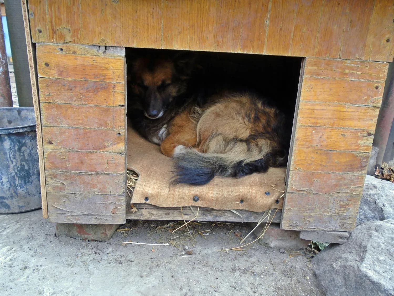 中华田园犬：冬季养护全攻略