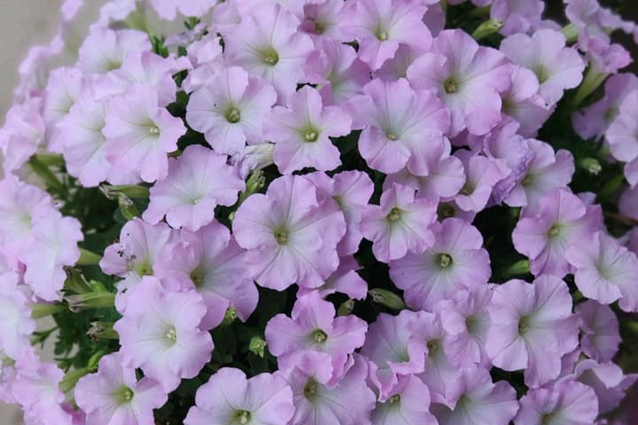 矮牵牛花盆栽的养护指南