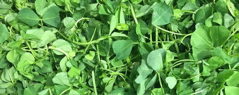 金花菜是什么菜？从植物特征到种植方法全解析
