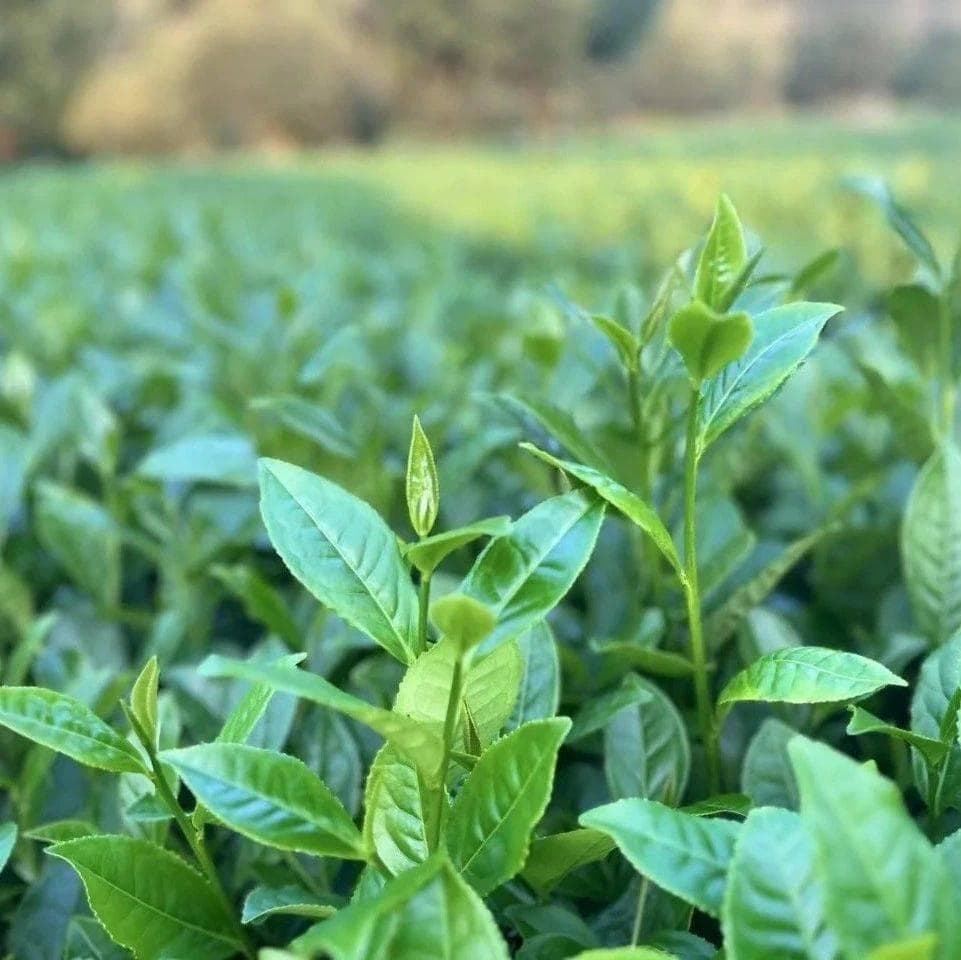 中华茶文化对增强民族共同体意识和凝聚力的历史贡献