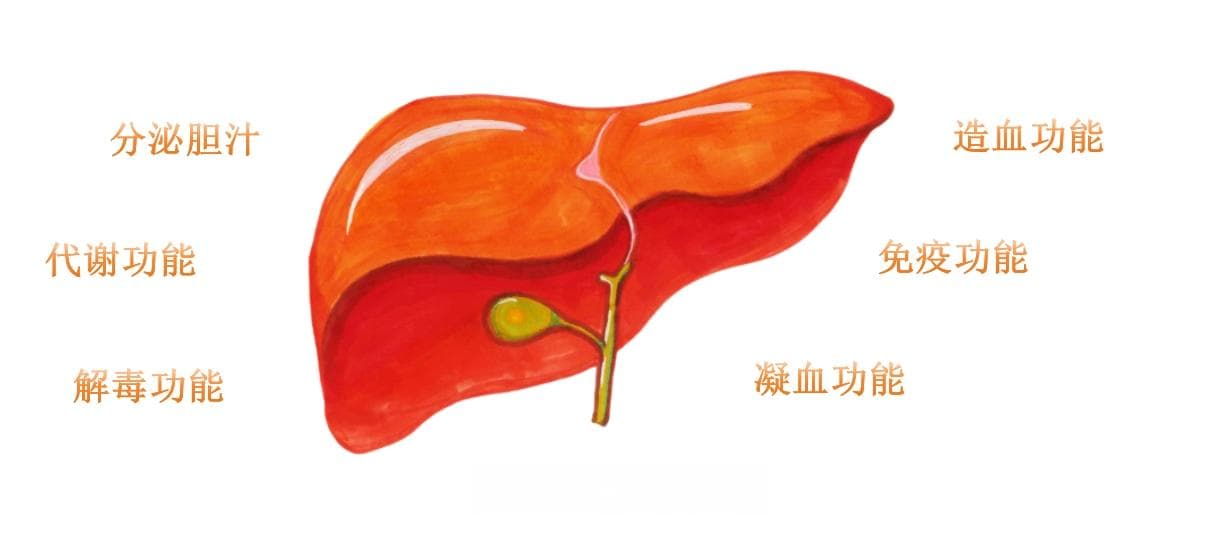 “肝”情并茂，健康相伴——守护肝脏，从生活点滴做起