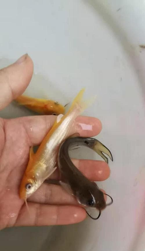 鱼苗身体变红的原因及应对方法