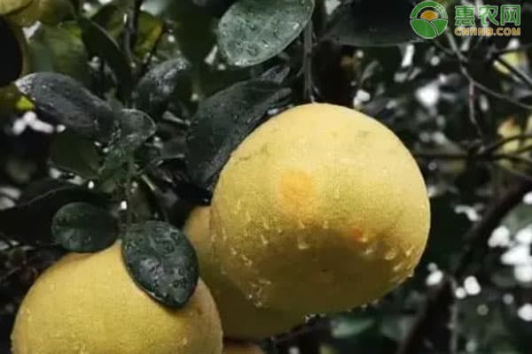 中国八大柚子产地大盘点：从福建琯溪到江西马家