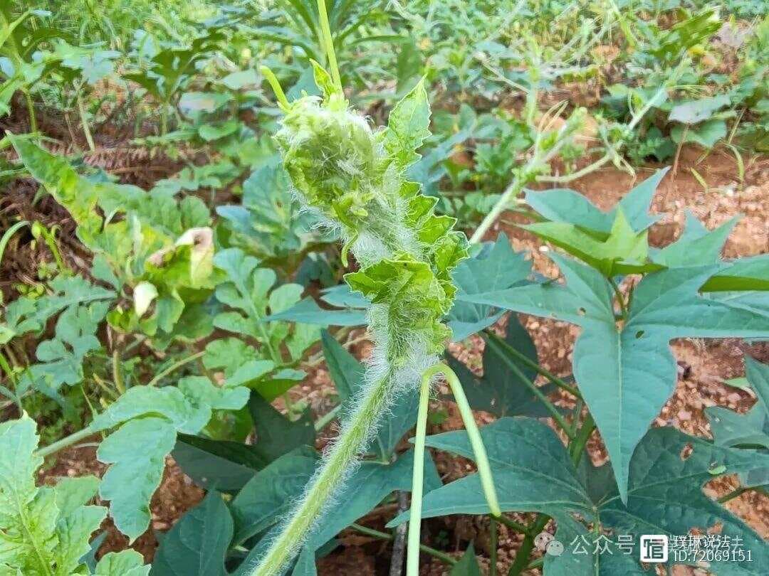 电动自行车最高设计时速25公里限制应否调整？