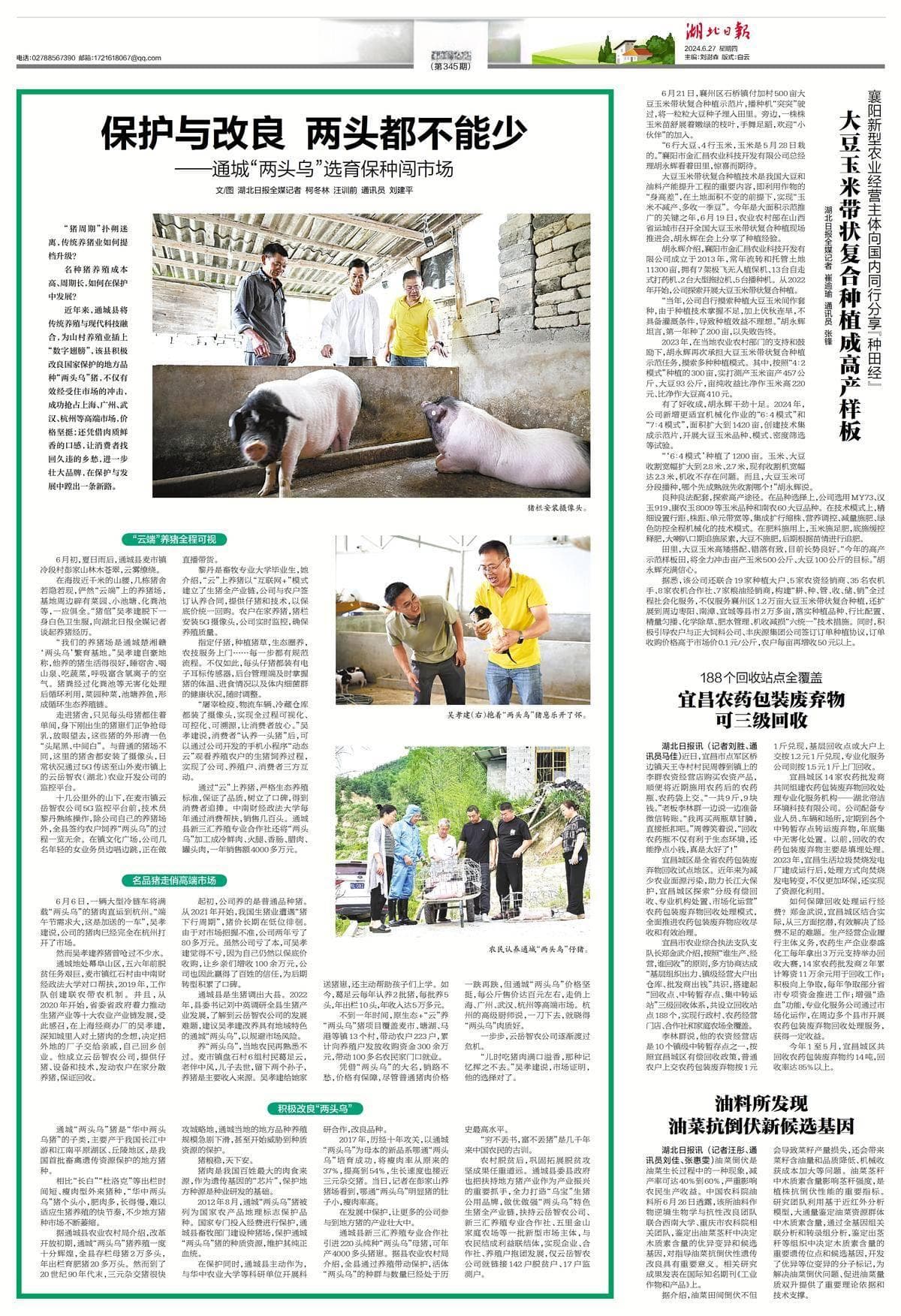 深读丨保护与改良，名品猪“两头乌”闯市场