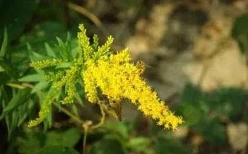 梦见房屋倒塌：从心理学角度解析内心隐忧与成长契机