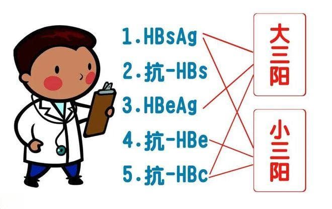 相比于乙肝大三阳，为什么乙肝小三阳更容易进展为肝硬化、肝癌？