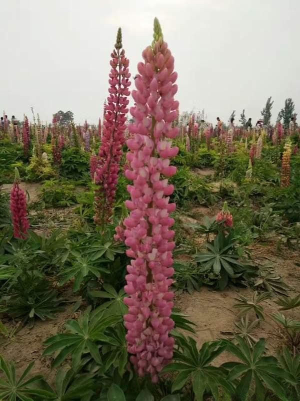 鲁冰花和风信子的区别是什么？