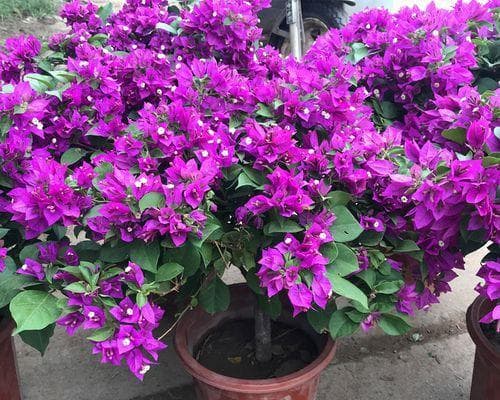 巴西紫三角梅勤花的栽培与养护（鲜艳夺目的紫色三角梅如何成为花坛新宠）