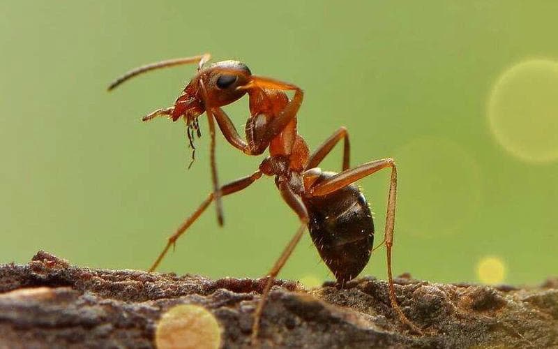 蚂蚁的顽强生命力与生存智慧