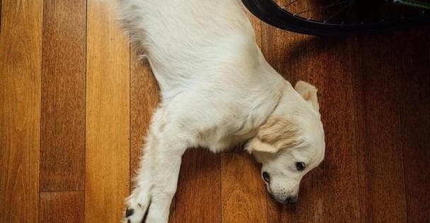 狗狗最怕的惩罚方式盘点（揭秘狗狗心理，避免错误惩罚）