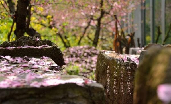 唐寅《桃花庵歌》：解读“车尘马足”背后的隐逸情怀