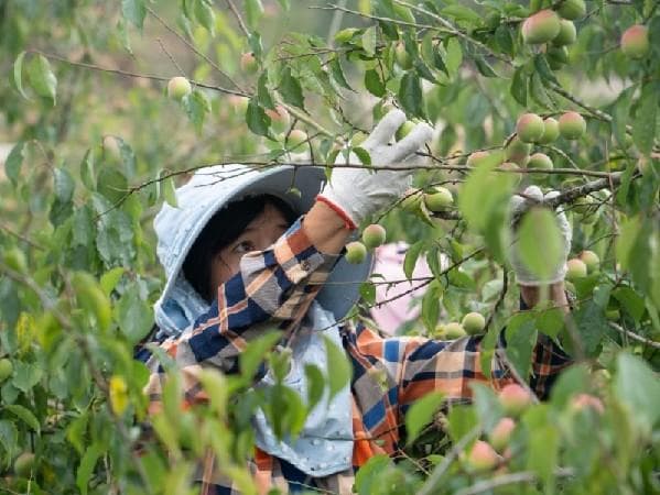 话梅、梅茶、梅见青梅酒……小小青梅撬动亿万生意
