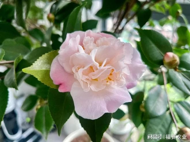新买的茶花养护难？牢记五大关键要点