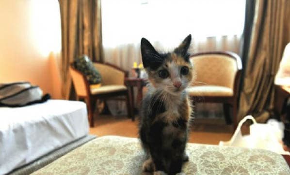 揭秘猫咪为何爱吃草：从原因到安全处理指南