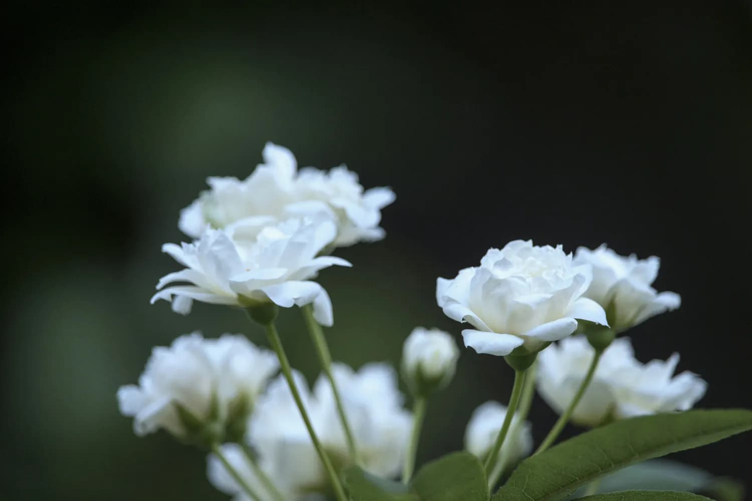 秋冬季节如何挑选优质茉莉花干？这份选购指南请收好！