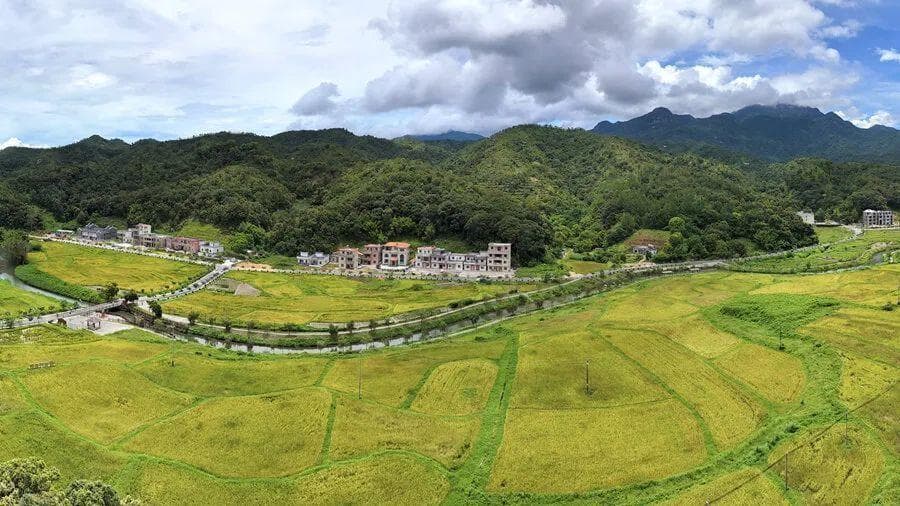 撂荒地变身“希望的田野”！惠东有序推进撂荒耕地复耕复种