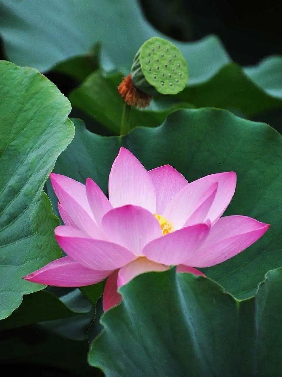 花开浊水中，一莲出九药